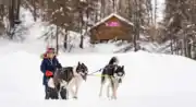 Chiens de traineau « Mushing Addict »