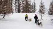 Chiens de traineau « Mushing Addict »