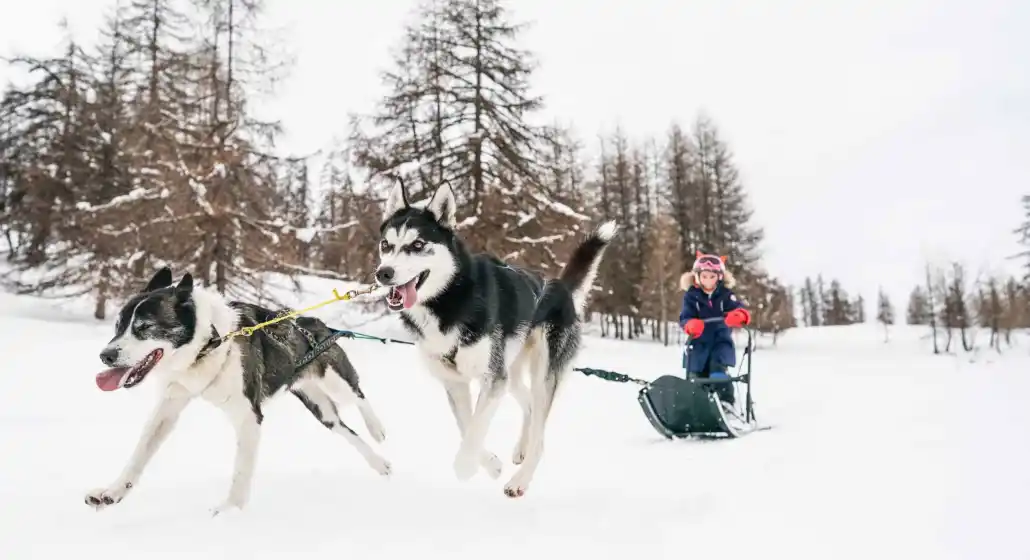 Chiens de traineau « Mushing Addict »