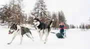 Chiens de traineau « Mushing Addict »