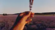 Lavande