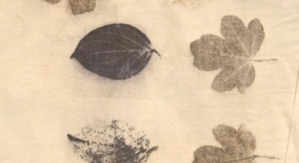 Plantes tincoriales, l'éco-print et la magie des tanins
