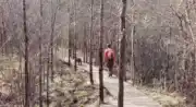 Sortie buissonnière " Forêt de Pélicier, un concentré de biodiversité"_Manosque